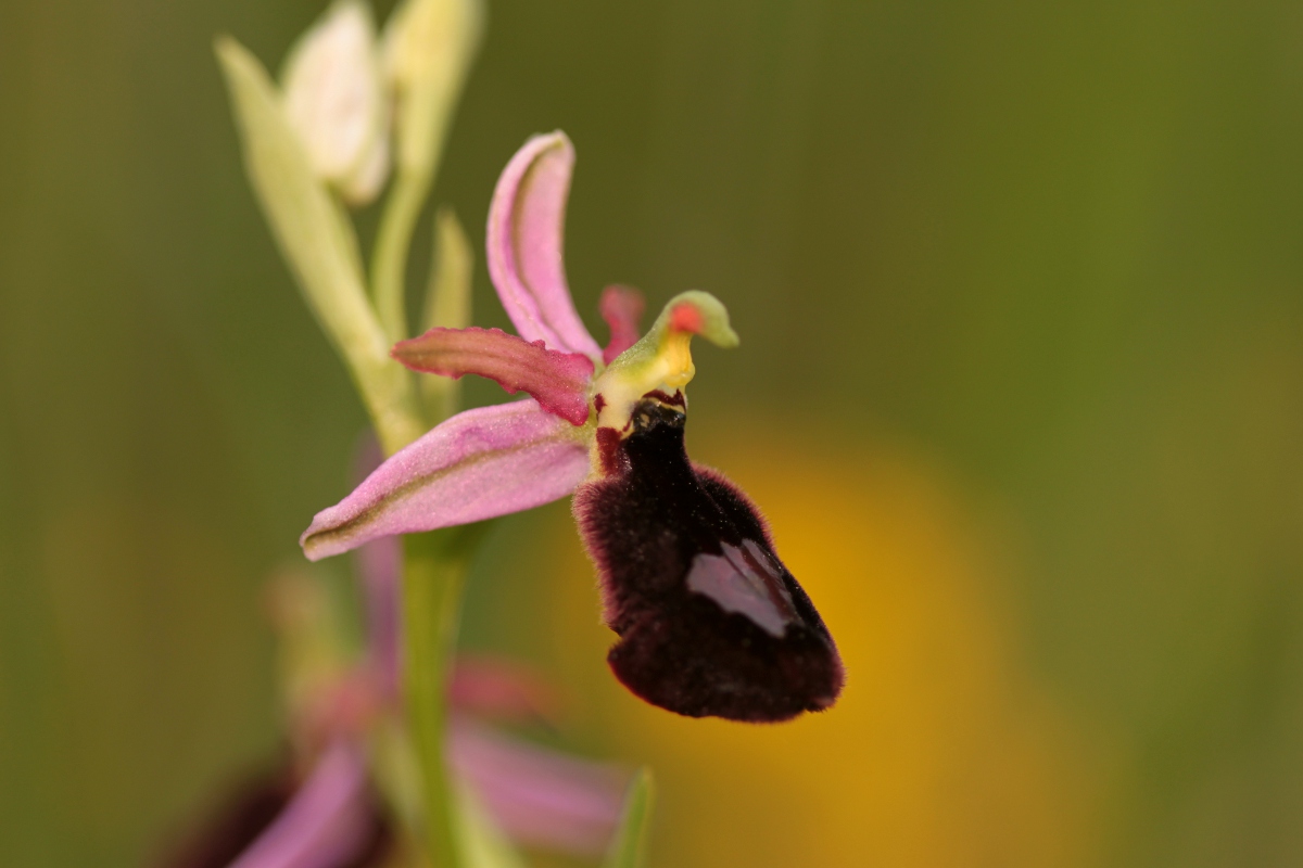 Ophrys benacensis e altro